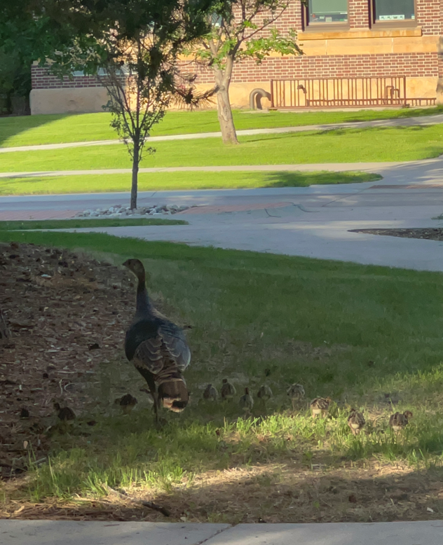 A wild turkey hen leading her poults near the department building